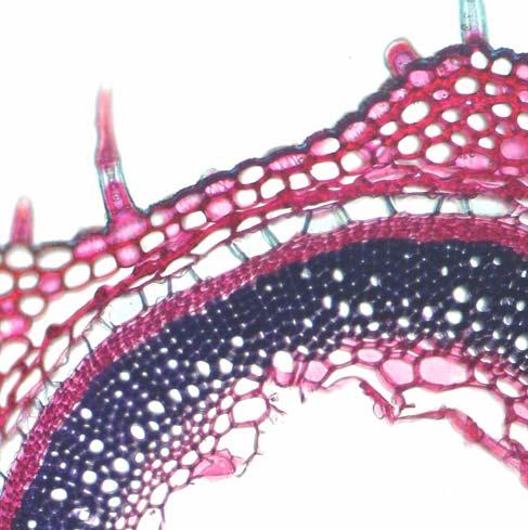 At both analyzed species, in front side view, the epidermis consists of irregularly-shaped cells, with weak waved walls. Both epidermis present stomata of diacytic type, so, the limb are amfistomatic.