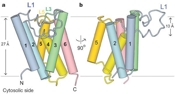 Transmembrane (TM) proteins Secondary