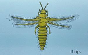 The Insect Orders III: Thysanoptera through Neuroptera Lecture 7 spans the following orders: Thysanoptera: The thrips Coleoptera: The beetles Neuroptera: Alderflies, dobsonflies, fishflies,