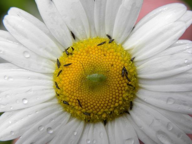 convenient to present it here.) Thysanoptera: The thrips A thrips (diagrammatically) and many thrips on the flower of a daisy (with an immature lygus bug in the middle).