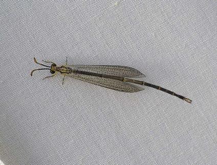 Adults resemble damselflies but are softer bodied and have longer, club-like antennae.