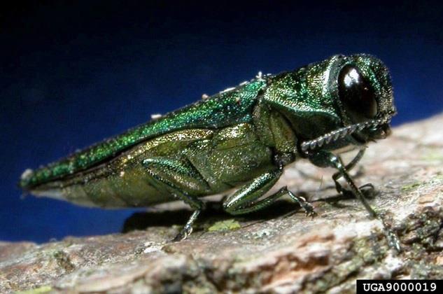 A species in the Pacific Northwest, the golden buprestid, may take many years to complete its life cycle in wood and eventually emerge from logs used to build homes several years earlier.