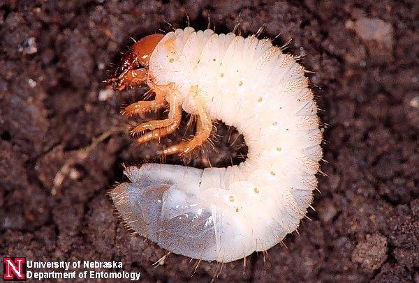 Annual white grub larva and adult (University of Nebraska) Family Elateridae: The click beetles (larvae are wireworms) Adults are elongate, parallel-sided, and rounded at each end.