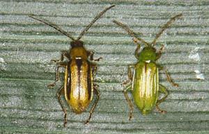 Family Chrysomelidae: The leaf beetles Adults are small and oval, many are brightly colored.