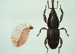 Family Curculionidae: The snout beetles, weevils, and bark beetles.