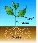 II. Plant Morphology A.