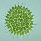Animal Like Protists (Protozoans) Plant Like Protists (Algae) Fungus Like Protists
