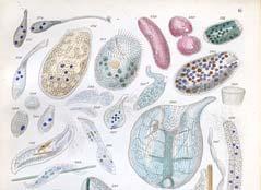 Protists are a large and diverse group of
