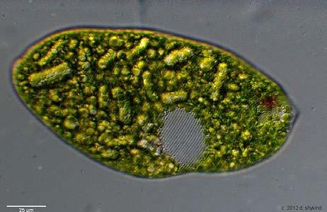 Euglena lacks a cell wall. Instead, it has a pellicle made up of a protein layer supported by microtubules.