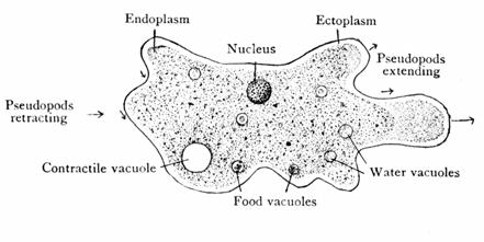 The Amoeba use pseudopods to move and capture food.