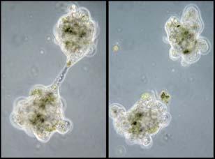 Amoebas reproduce by asexual reproduction One parent cell divides into two identical daughter cells.