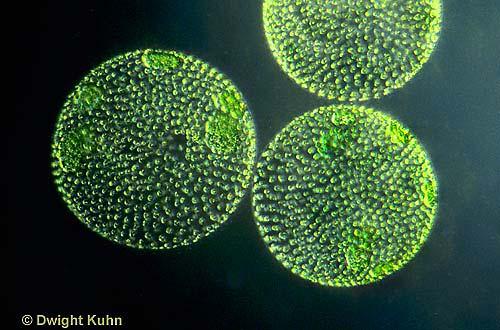 Algae is an example of a plantlike protist.