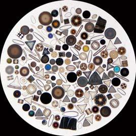 The diatoms are one of the largest and ecologically most significant groups of organisms on Earth.