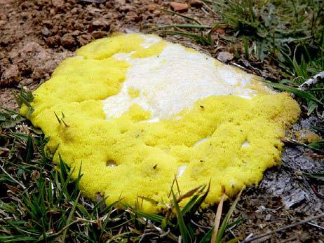 Dog Vomit slime mold Slime molds are similar to fungi because they absorb