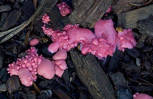These organisms are not classified as fungi because slime molds contain