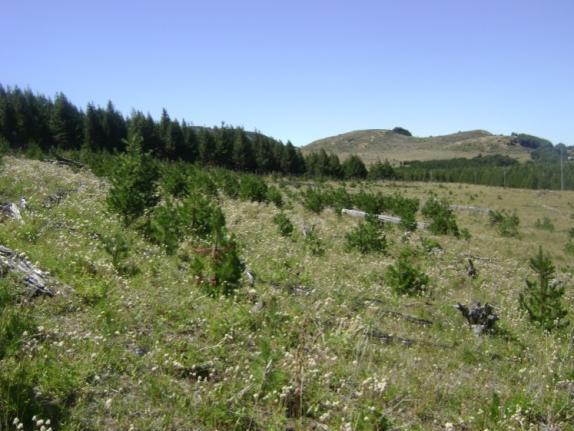 What are the impacts of pine invasions? Invasion of open ecosystems and disturbed environments. Ecosystem changes caused by the novel tree cover.