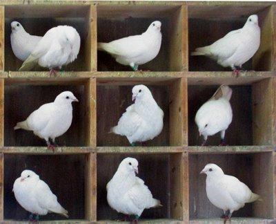Pigeonhole Principle C-N Math 207 - Massey, 120 / 125 Functions If m pigeons must be put into n < m holes, then there must be at least