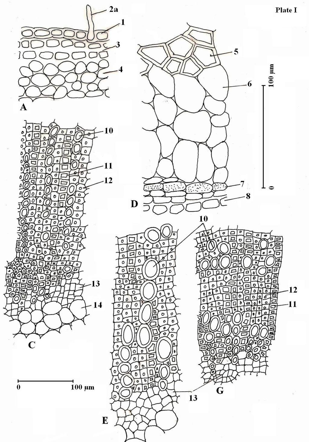 Plate I- Structure of stem: A- Lonicera canadensis; C- L. fragrantissima; D- L. nigra; E- L. x notha; G- L. ruprechtiana.