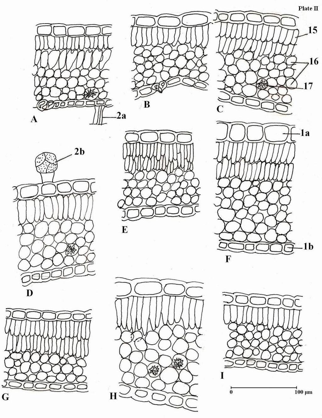 Plate II- Structure of leaf: details of limb. A- Lonicera canadensis; B- L. chrysantha; C- L. fragrantissima; D- L. nigra; E- L. x notha; F- L. pileata; G- L. ruprechtiana; H- L.