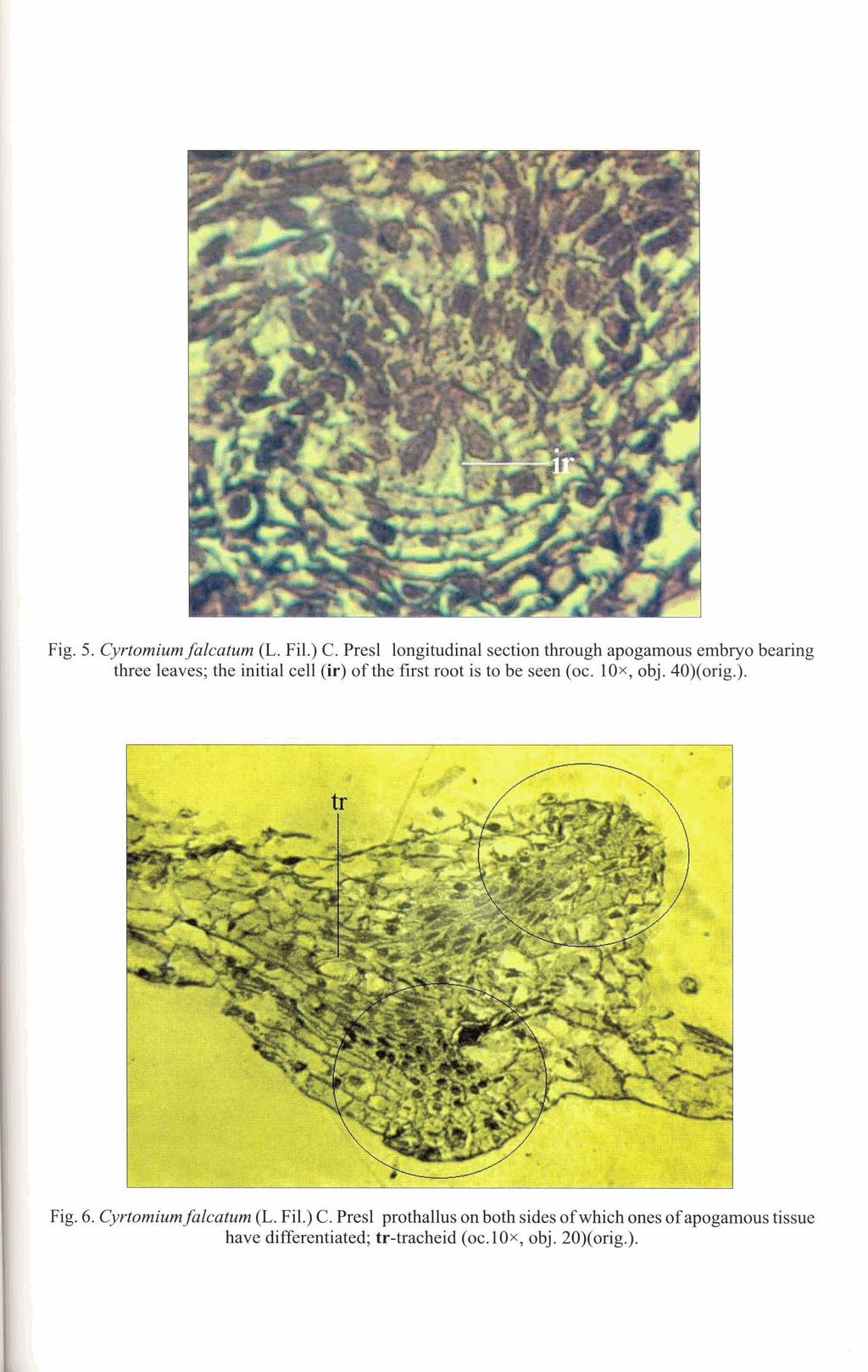 Fig. 5. Cyrtomium falcatum (L. Fil.) C. Presl longitudinal section through apogamous embryo bearing three leaves; the initial cell (ir) of the first root is to be seen (oc.
