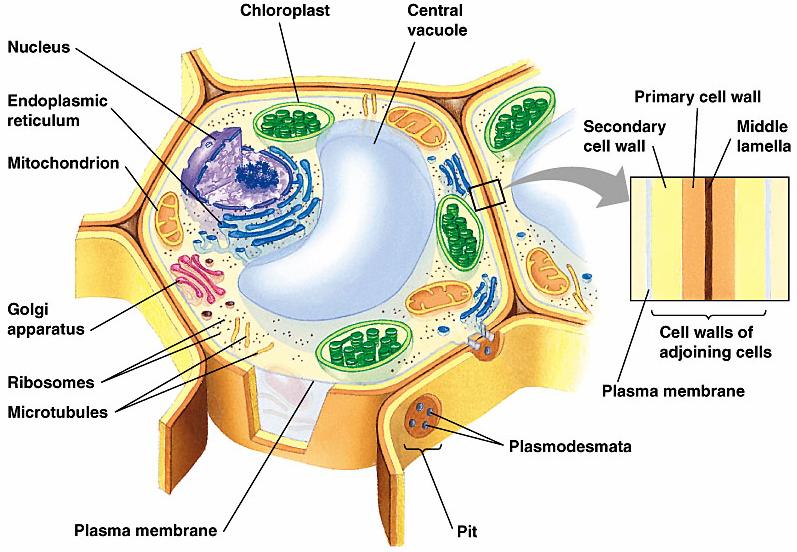 Internal plant cell structure Water filled
