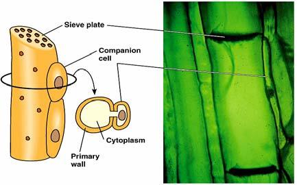Cells are alive in mature plants lose nuclei, ribosomes and other organelles Sieve tube plate