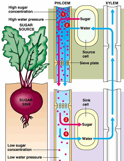 source to storage reservoir Production - sugar source photosynthetic production or chemical breakdown of starches Usually leaves, except in spring when storage vessels (like tubers