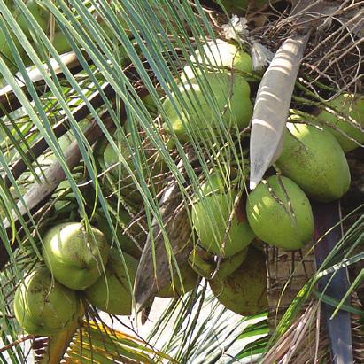 following pictures. Milkweed Sandbur Coconut Miro a. b. c. d. 2.