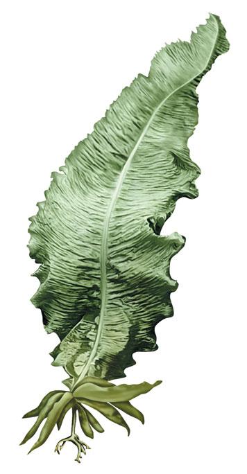 Algae are thus capable of making their own food: they are autotrophic. Sweet kelp is a brown alga that grows on the shore of the North Atlantic. It clings to rocks immersed in relatively calm waters.