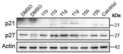 Figure S5 Figure S5. Immunoblot analysis of the expression of p21 and p27 proteins in MCF7 cells.