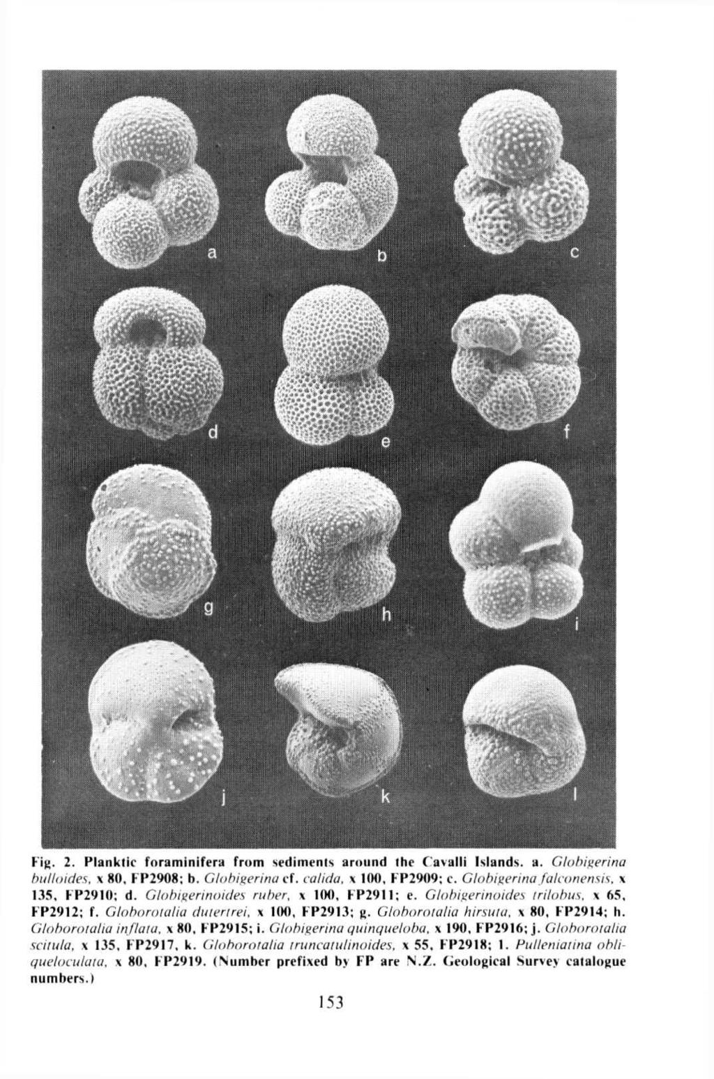 Fig. 2. Planktic foraminifera from sediments around the Cavalli Islands, a. Globigerina bulloides, 80, FP2908; b. Globigerina cf. calida, 100, FP2909; c. Globigerina falconensis. 135, FP2910; d.