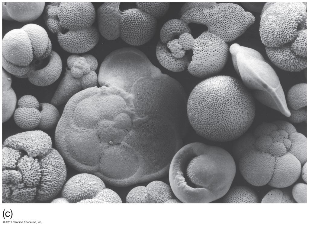 Foraminifera Protozoans