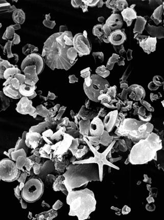 Phytoplankton CaCO 3