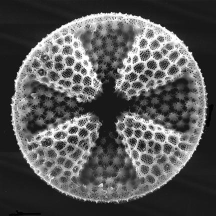 SiO 2 shell Diatoms