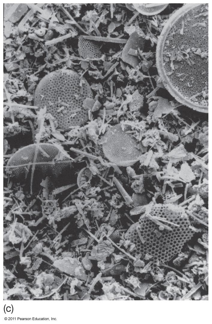 Silica in Biogenous Sediments Tests from diatoms and radiolarians generate