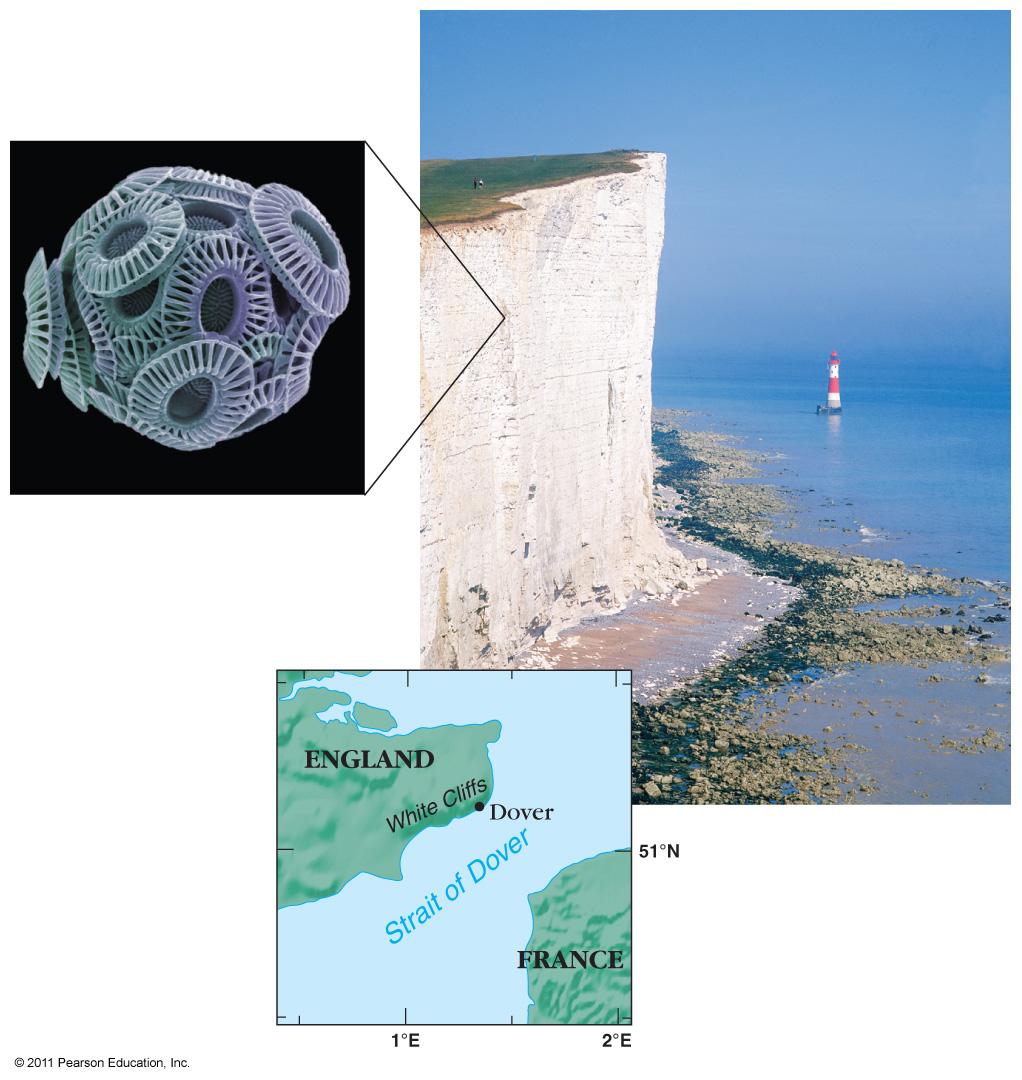 Calcium Carbonate in Biogenic Tests from Coccolithophorids and Foraminifera will form a calcareous ooze Coccolithophorids Also