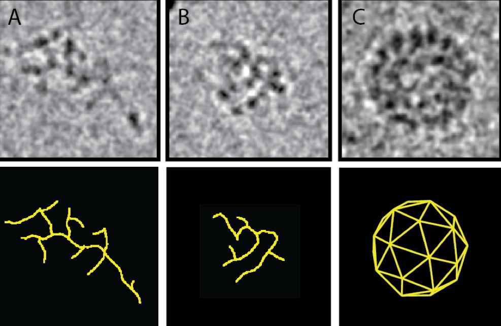 12 Has the provirion state been observed microscopically? Figure 14 shows cryo-em images of 3,200-nt RNA molecules when CPs are added to the solution. Figure 14 a) shows the FIG. 14. Color online) Top) Cryo-EM images of 3,200-nt RNA during the different stages of assembly.