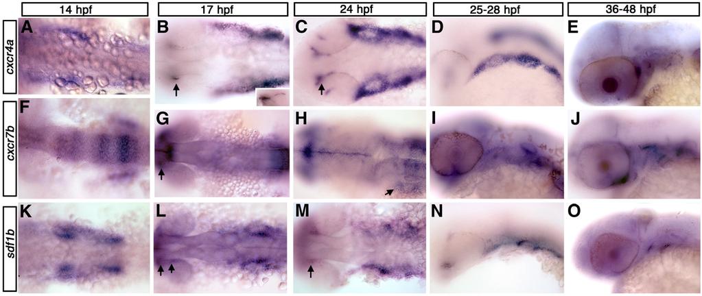 E.C. Olesnicky Killian et al. / Developmental Biology 333 (2009) 161 172 163 Fig. 1. cxcr4a, cxcr7b, and sdf1b expression in the zebrafish embryo.