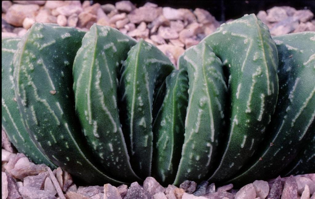 Two selected Haw orthia hybrids (continued)) Photographs pages15 & 16 by the author Haworthia truncata hybrid [Ham303 ex John Henshaw] No one will deny the weirdness of this plant.