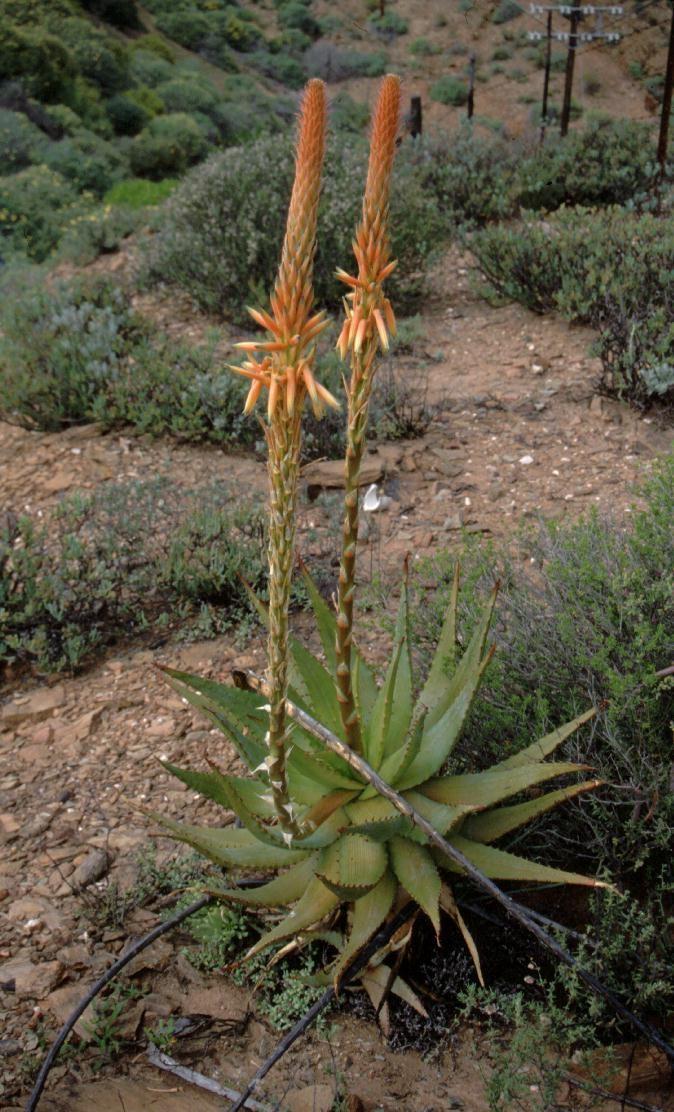 Unitary production of inflorescence and leaves in Aloe glauca Harry Mays Studying plants in habitat is always an interesting exercise.