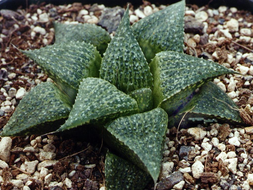 The status of the following taxa may be changed in the final classification, but it is relatively certain that they will be upheld as individual taxa. Fig. 1. Haworthia albertinensis n.n. IB4997= DP94-01 East of Albertinia [3421BA] H.