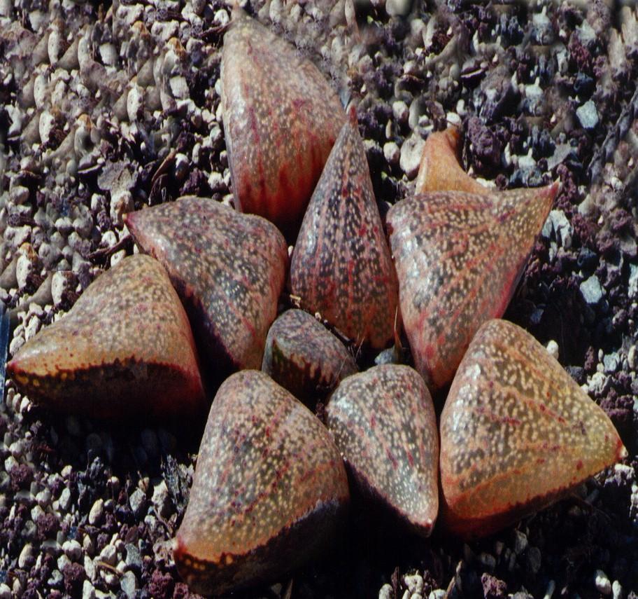 Floral characters are the same as for magnifica, but the size and shape of the rosette and leaves are different from atrofusca. Fig. 10. Haworthia multifolia var.