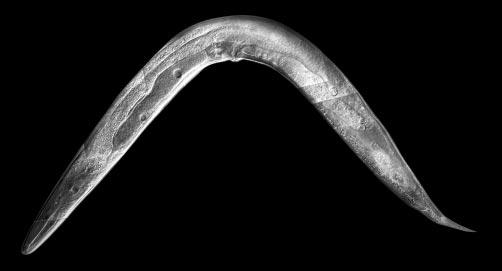 3000 P. E. Kuwabara and J. Kimble A sperm vulva sperm spike tail Fig. 3. Transgenic promotes feminisation of XX tra-2 and XO tra-2(+) animals.