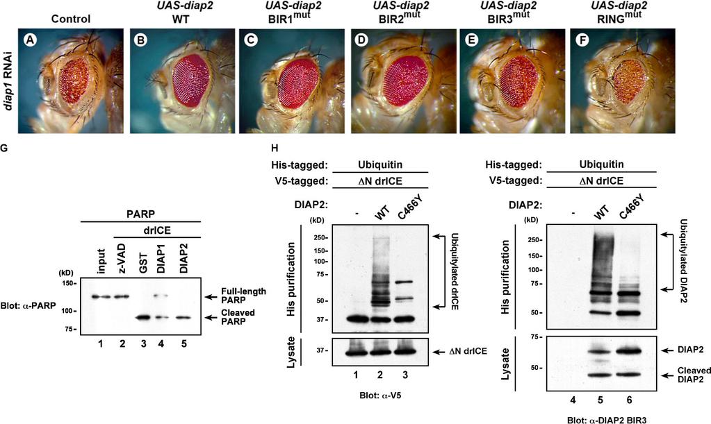 Figure 6. The RING finger domain of DIAP2 is required for suppression of cell death induced by diap1 RNAi.