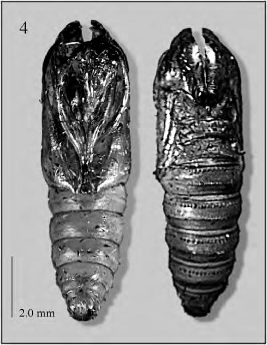 VOLUME 109, NUMBER 2 271 Fig. 4. Pupal exuviae of Lusterala phaseolana; venter (on right) and dorsum (on left).