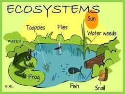 ECOSYSTEMS Energy, water, nitrogen and soil minerals are other