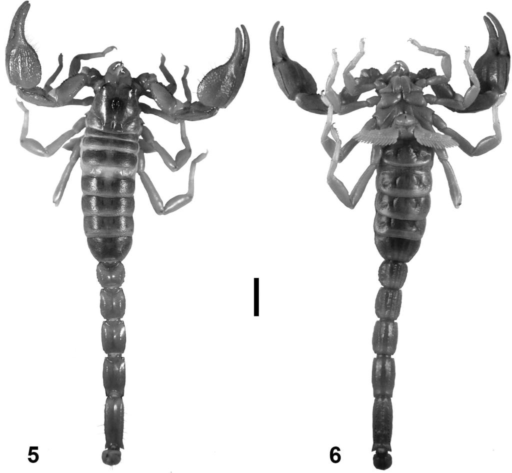 SANTIBÁÑEZ-LÓPEZ & FRANCKE REDESCRIPTION OF DIPLOCENTRUS 3 Figures 5 6. Habitus of the lectotype male of Diplocentrus zacatecanus Hoffmann 1931. 5. Dorsal; 6. Ventral.