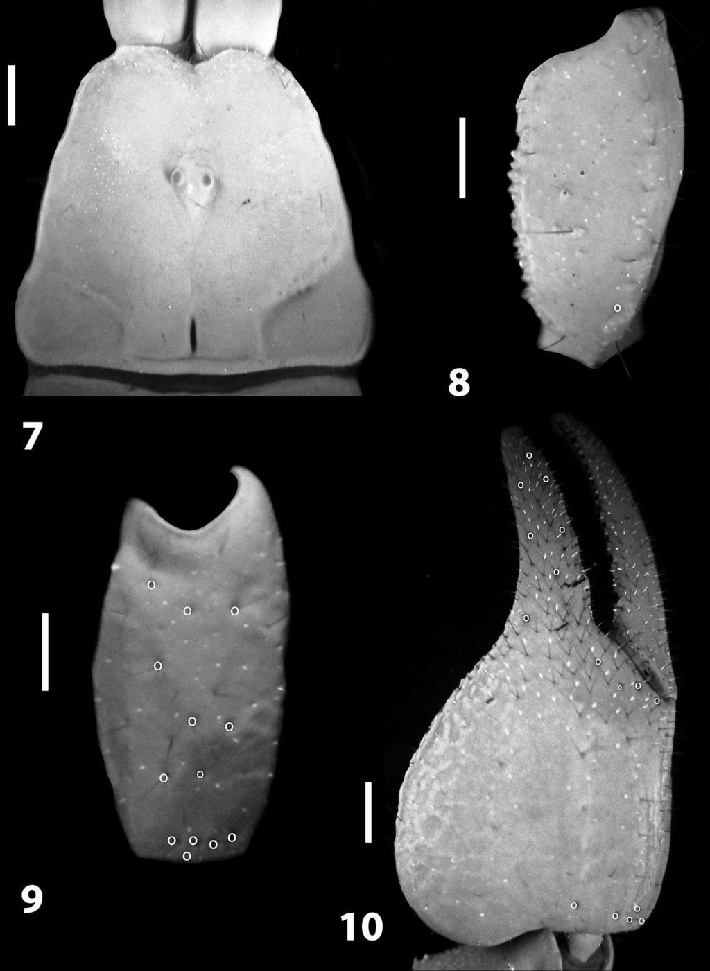 4 THE JOURNAL OF ARACHNOLOGY Figures 7 10. Diplocentrus zacatecanus lectotype male photographed under UV light. 7. Carapace dorsal view; 8. Femur, dorsal view; 9. Patella, external view; 10.