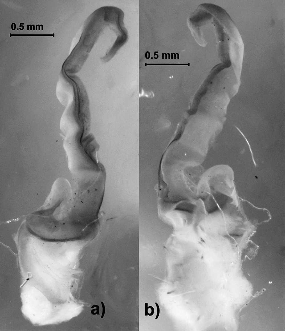 6 THE JOURNAL OF ARACHNOLOGY Figure 13. Right hemispermatophore of male 451. a. Dorsal view; b. Ental view. Figure 15. Right hemispermatophore of male 469. a. Dorsal view; b. Ental view. Figure 14.