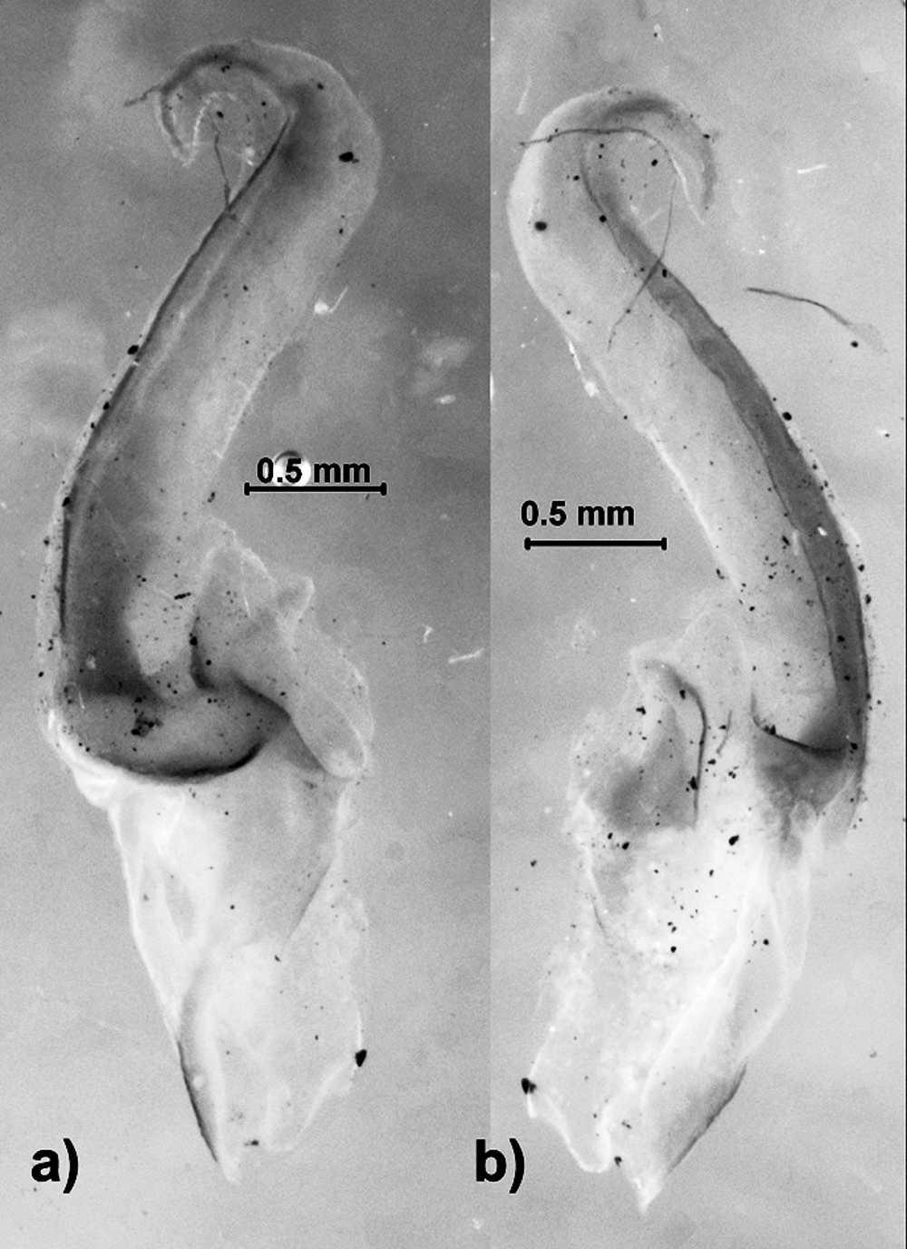 SANTIBÁÑEZ-LÓPEZ & FRANCKE REDESCRIPTION OF DIPLOCENTRUS 7 Figure 17. Right hemispermatophore of male 464. a. Dorsal view; b. Ental view.